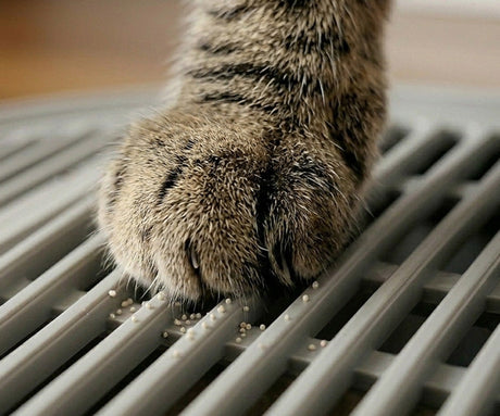 https://concepstore.ph/collections/for-the-fur-parent